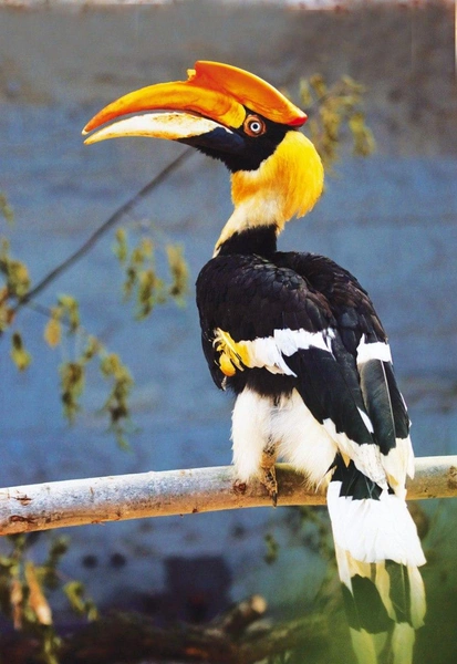 Не хотела переезжать: из Ленинградского зоопарка улетела тропическая птица калао, ее ищут всем городом