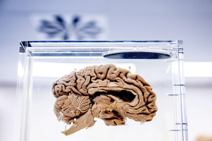 Обнаружена область мозга, связанная с хронической болью. Это дает надежду на новые методы лечения