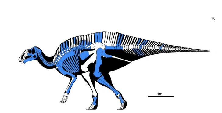Палеонтологи обнаружили новые виды травоядных динозавров с плоской головой