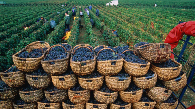 Производство вина во Франции из-за пожаров упадет до 30-летнего минимума