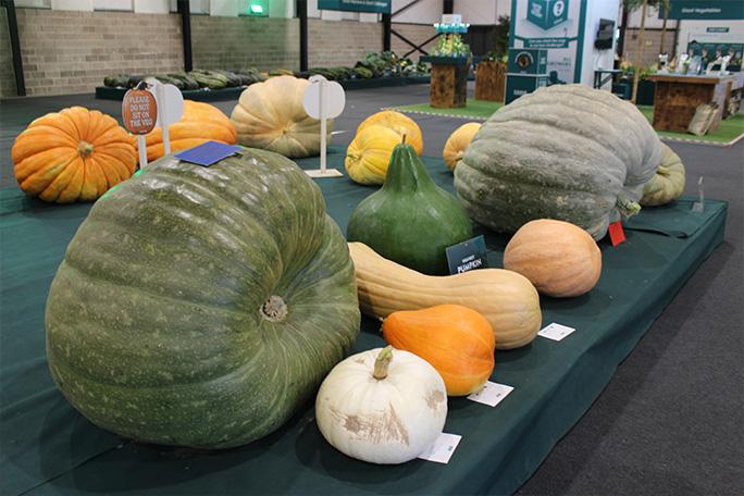 Садоводы поставили семь мировых рекордов за день: посмотрите на их гигантский урожай