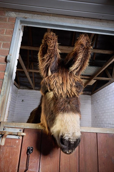 Самый высокий в мире осел живет на полную катушку вместе со своим другом с рекордно большими ушами. Полюбуйтесь на эту парочку