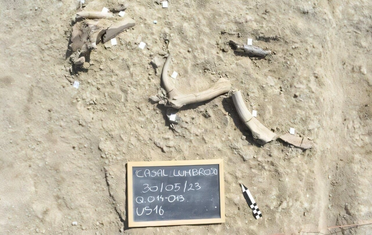 Скелет слона помог разгадать загадку поведения древних людей. Он пролежал в земле 400 тысяч лет