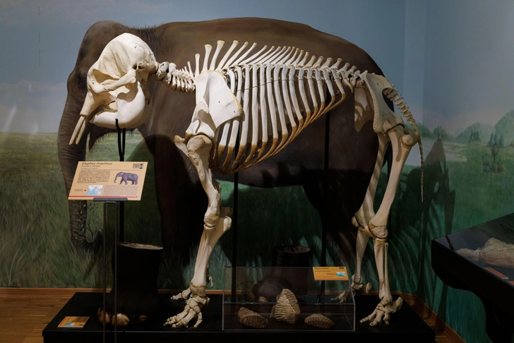 Скелет слона помог разгадать загадку поведения древних людей. Он пролежал в земле 400 тысяч лет