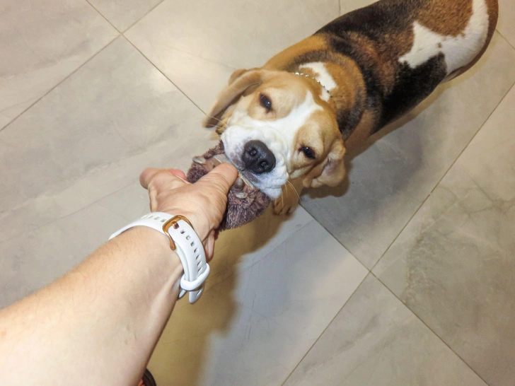 Собачье казино! Одержимость собак их любимыми игрушками сравнима с игровой зависимостью у людей