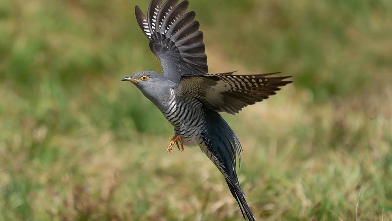 Трещотки и кукушки улетели из Москвы на зимовку