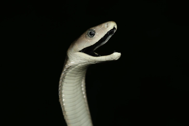 Ученые выяснили, почему введение антидота после укуса смертельно опасной мамбы иногда может ухудшить состояние пациента