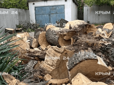 В Крыму срубили уникальный почти 200-летний пятиствольный каштан