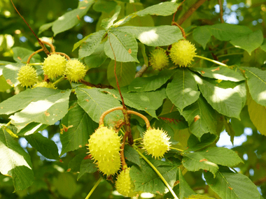 В Крыму срубили уникальный почти 200-летний пятиствольный каштан