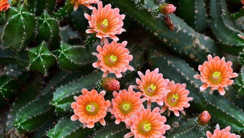 Выставка кактусов пройдет в «Аптекарском огороде» с 1 по 9 ноября