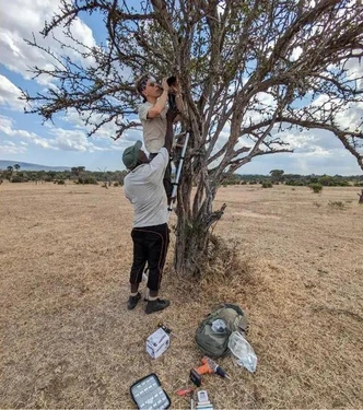Царская распевка: искусственный интеллект обнаружил у львов неизвестный тип рыка