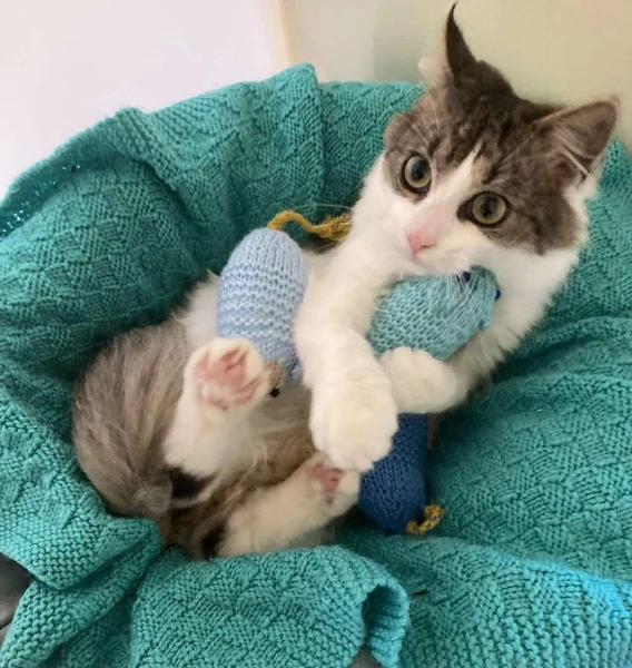 Читатели британского журнала установили мировой рекорд, связав 46 тысяч игрушек для приютских котов: посмотрите на милые фото