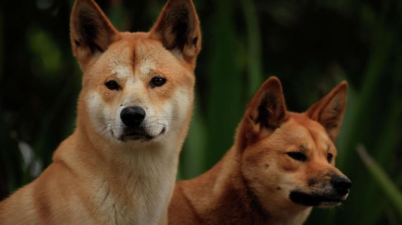 Диких собак динго разрешат заводить в качестве домашних питомцев в Австралии