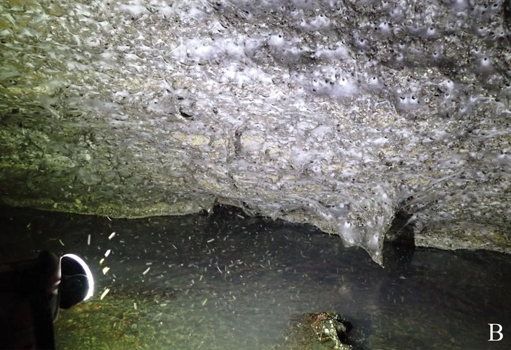 Как три хрущевки: балканские пауки сплели самую большую паутину на Земле и живут там в мире и согласии