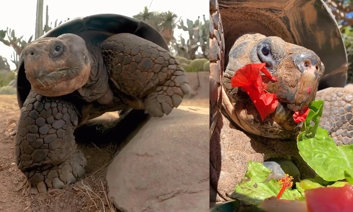 Королева зоопарка: в США усыпили 141-летнюю галапагосскую черепаху Бабулю