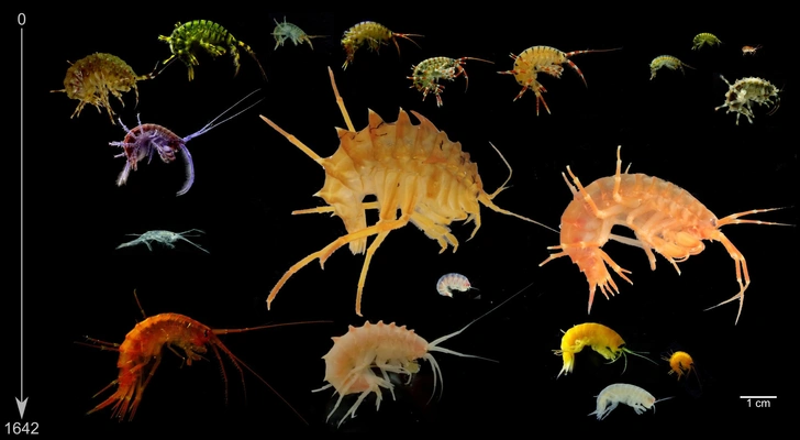 Нам не встретиться никак: разделенные Ангарой байкальские рачки напрочь разучились спариваться