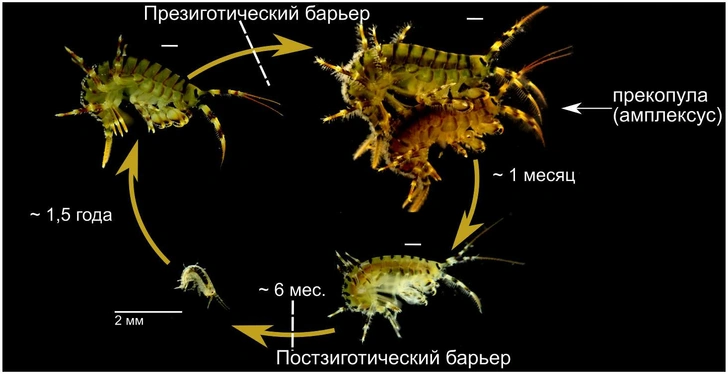 Нам не встретиться никак: разделенные Ангарой байкальские рачки напрочь разучились спариваться