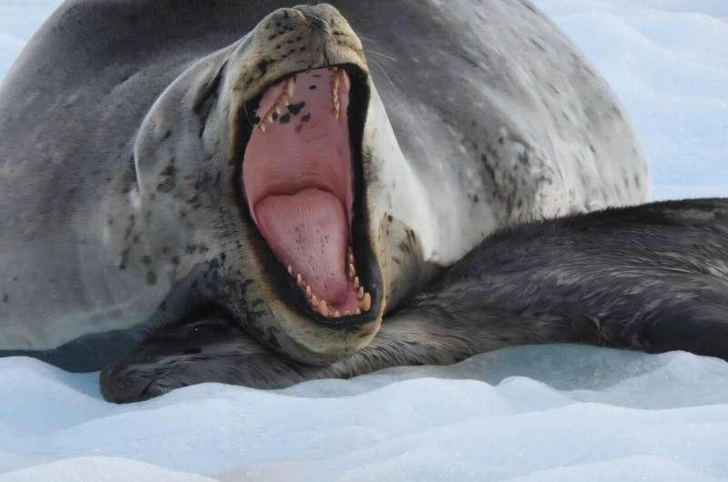 Носят с собой мертвых детенышей 20 дней: почему самки тюленей заботятся о погибшем потомстве