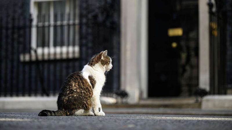 Премьеры уходят, он остается: в Великобритании снимут сериал про кота Ларри