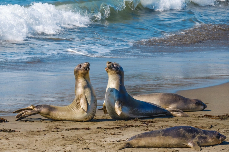 Птичий грипп уничтожил половину популяции морских слонов в Южной Атлантике