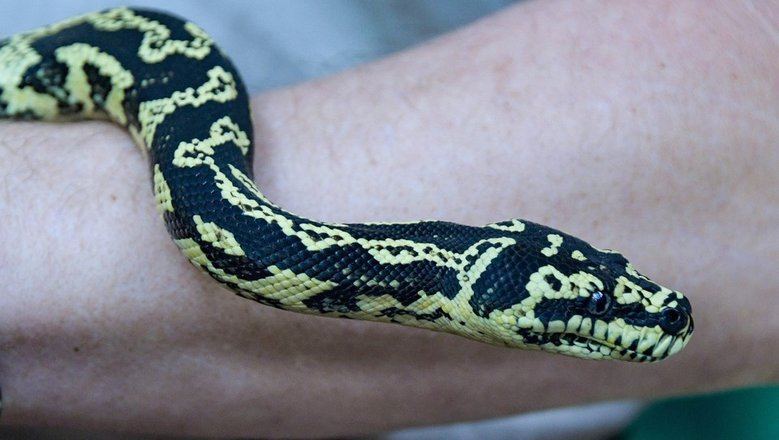 Россиянам напомнили о штрафе за содержание некоторых животных дома: каких питомцев лучше не заводить