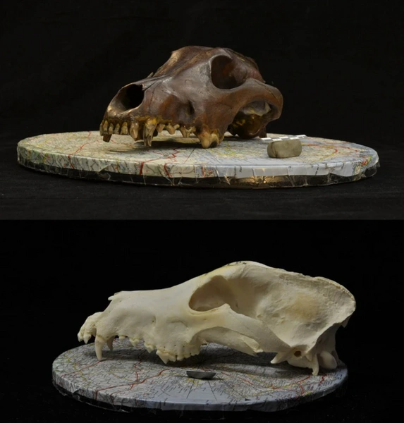 Тайны происхождения домашних собак: что говорят древние черепа и геномы