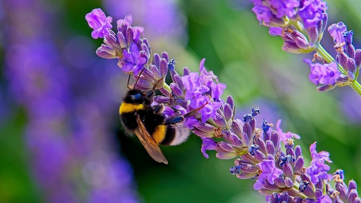 Точка-тире-точка: ученые научили шмелей понимать световую азбуку Морзе