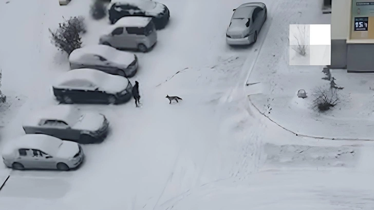 Тушу проверят на бешенство: найдена мертвой лиса, кошмарившая жителей окраины Новосибирска