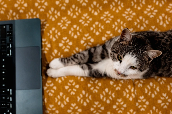 Учёные считают, что домашние кошки могут увеличить риск развития шизофрении вдвое: какую опасность несут в себе пушистики