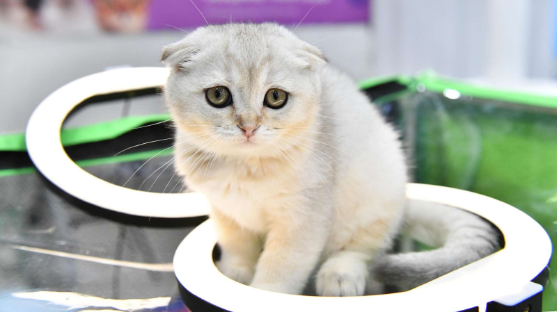 Украина хочет запретить котам мяукать по-русски