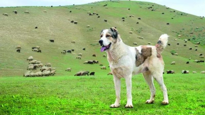 Искусство разведения туркменского алабая признано культурным наследием
