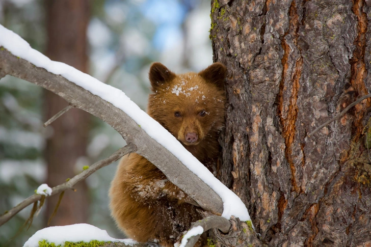 Итальянские медведи измельчали и подобрели. Это естественный отбор