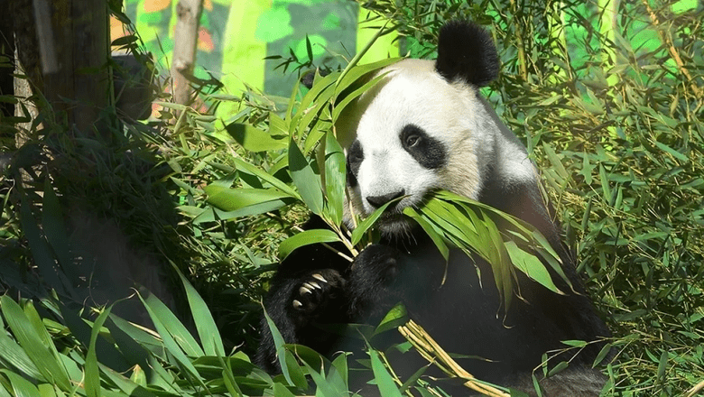 Kyodo: зоопарки Японии впервые за полвека могут остаться без китайских панд