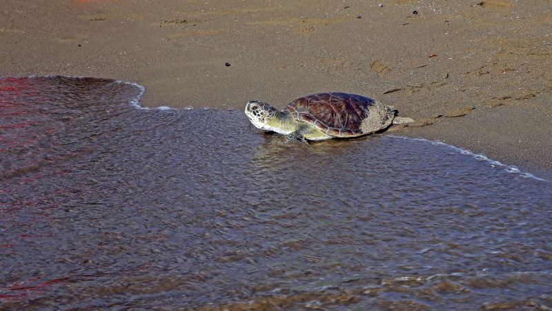 Мраморное море в Турции внезапно отступило от берега на 20 метров