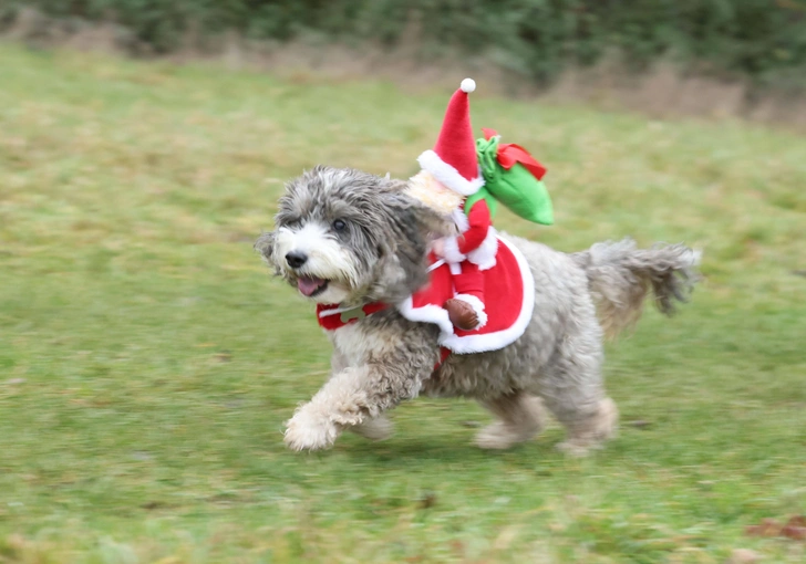 Мы неправильно понимаем собак: ученые выяснили, как наше настроение искажает их эмоции