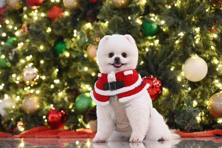 Мы неправильно понимаем собак: ученые выяснили, как наше настроение искажает их эмоции