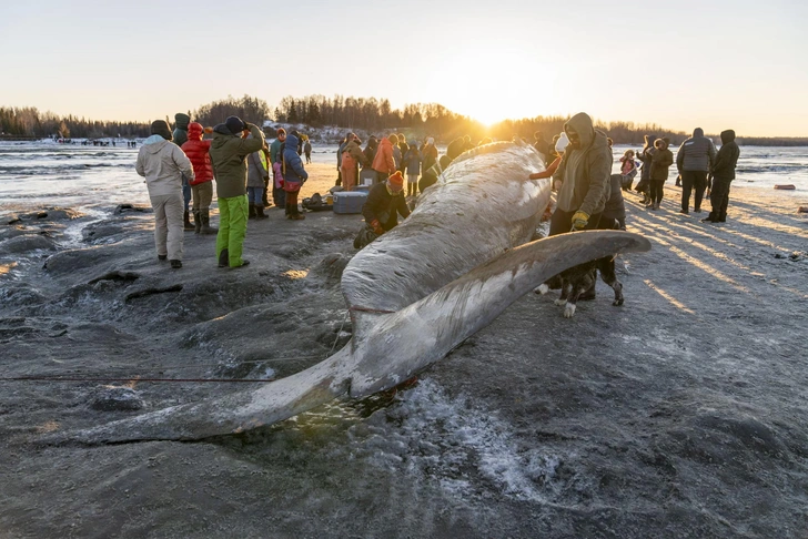На вашем пляже появляется мертвый кит. Что будете делать с 40-тонной тушей?