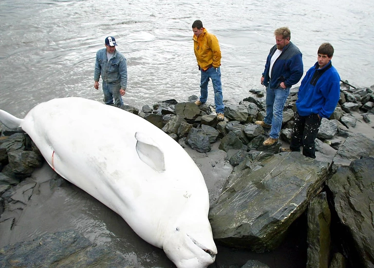 На вашем пляже появляется мертвый кит. Что будете делать с 40-тонной тушей?