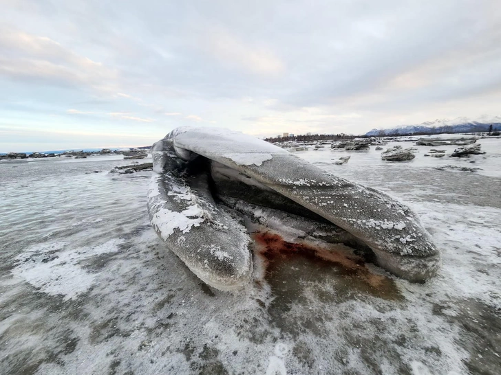 На вашем пляже появляется мертвый кит. Что будете делать с 40-тонной тушей?