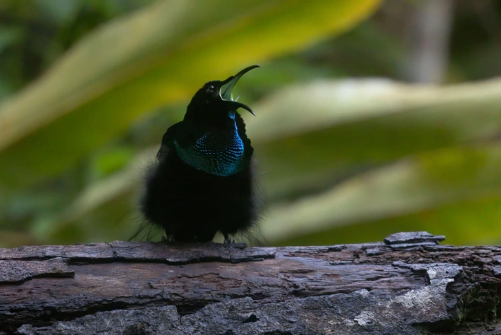 Наряд райской птицы: модельер создала платье из самой черной ткани в мире