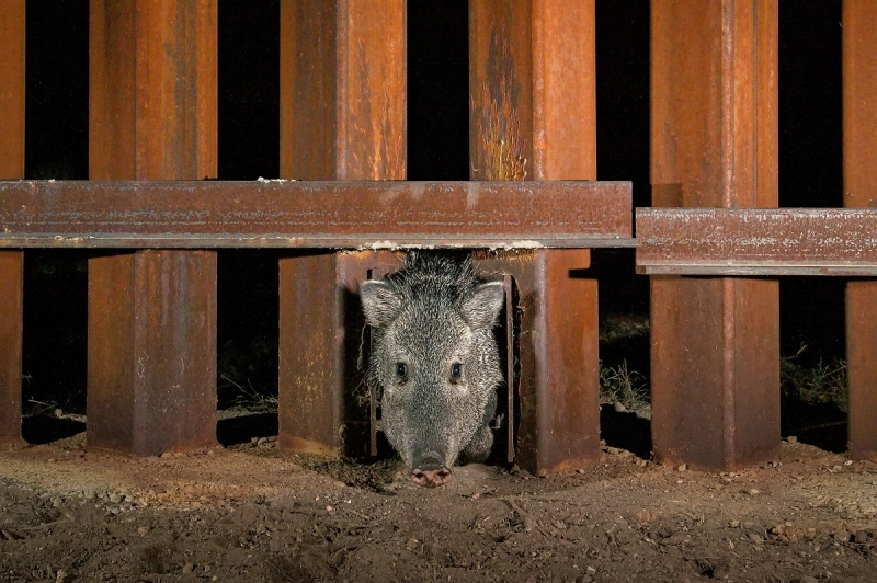 National Geographic представил лучшие снимки 2026 года