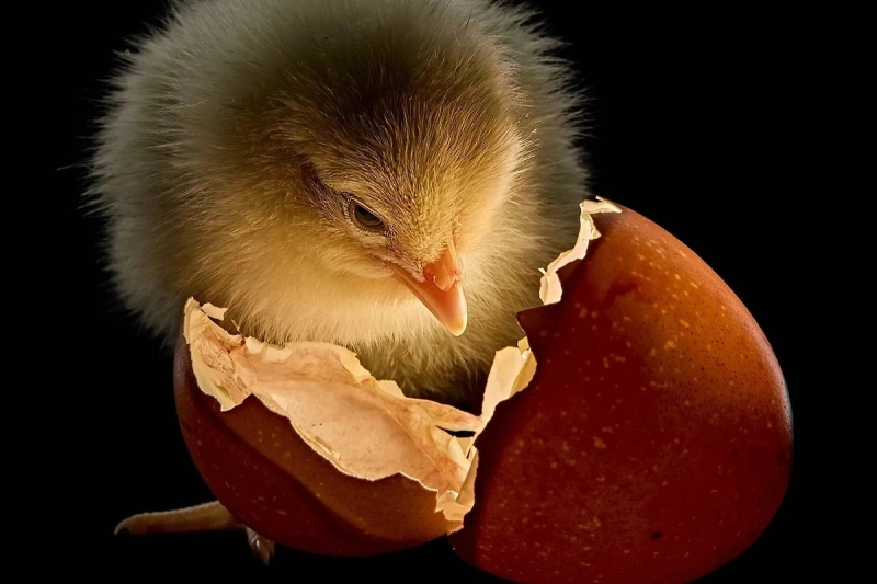 National Geographic представил лучшие снимки 2026 года