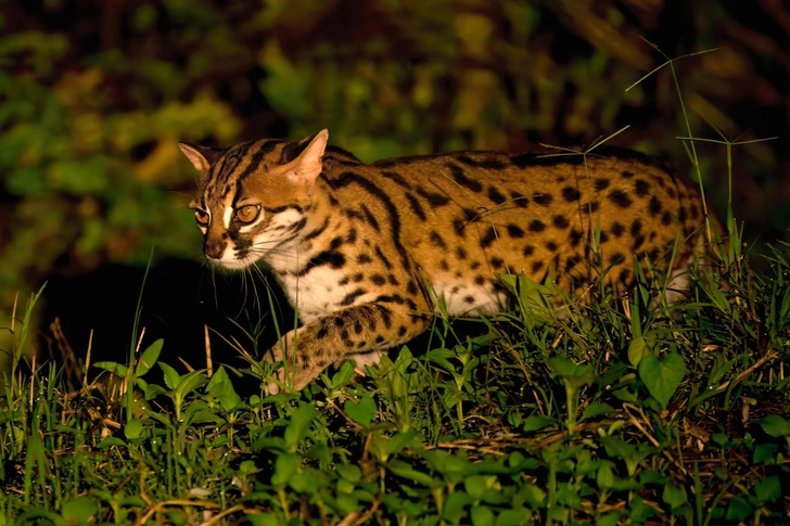 Не домашние и не прирученные: кого на самом деле держали рядом с собой древние фермеры Китая