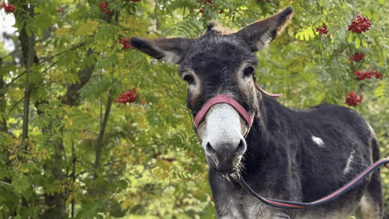 Ослик Жорик поселился на экспозиции в зоопарке Москвы после карантина
