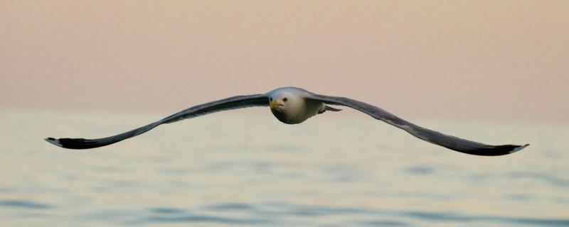 Чайка на Черном море