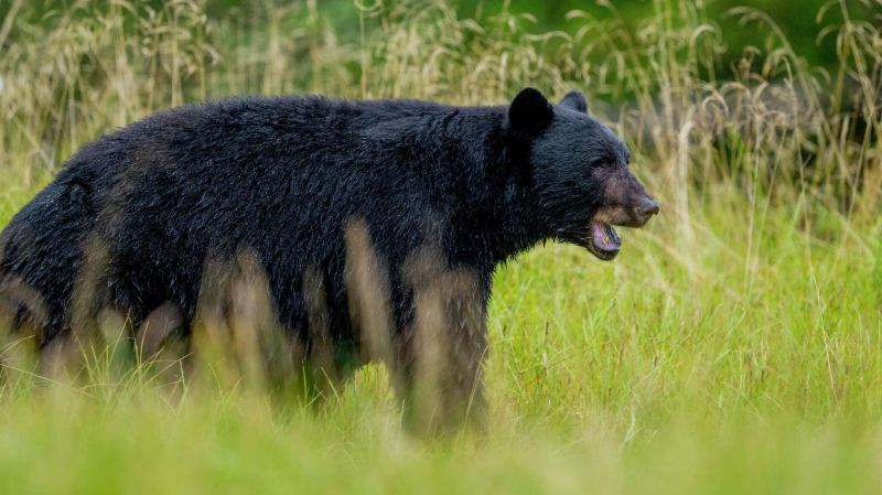 Рекорд по количеству пострадавших от медведей зафиксирован в Японии