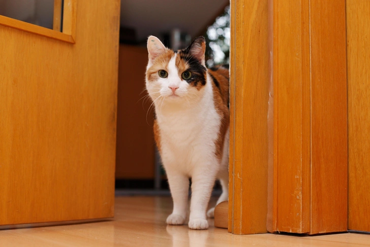 Стало известно, почему кошки мяукают, встречая у порога мужчин-хозяев, а с женщинами молчат