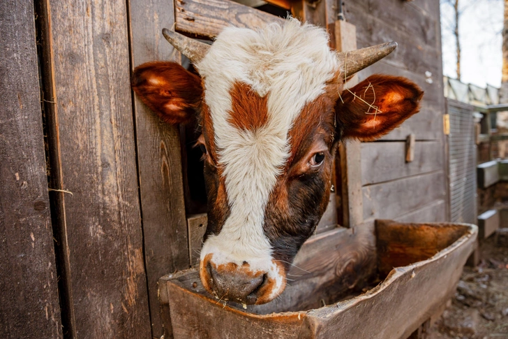 Тайна переваривания молока. Ответ на то, почему не все взрослые могут его пить, нашли в Индии и Пакистане