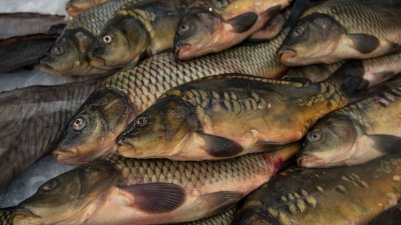 Ученные в Китае вывели карпа, у которого почти нет костей