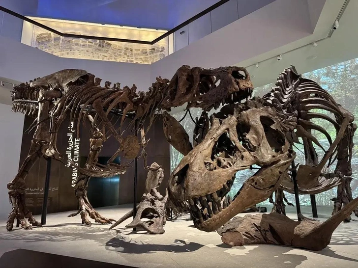 В Абу-Даби открылся крупнейший на Ближнем Востоке Музей естественной истории: динозавры, древнейшие метеориты и космос под потолком